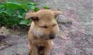 小狗学叫的真正结局 小狗学叫的真正结局