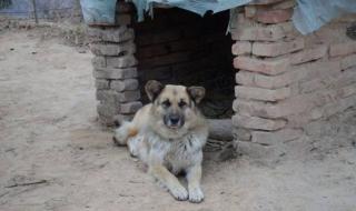 小狗学叫的真正结局 小狗学叫的真正结局